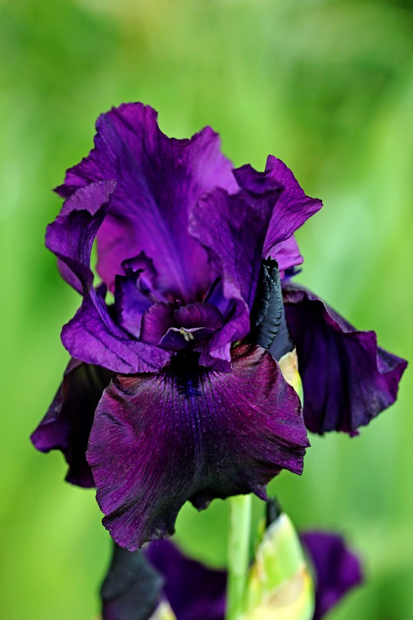 Deep Purple Iris by Deb Oppermann